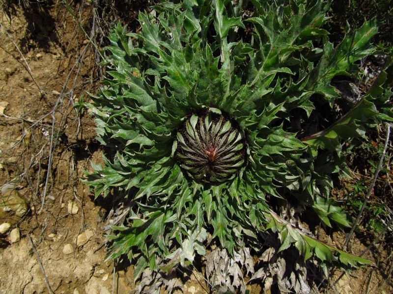 Carlina acantifolia