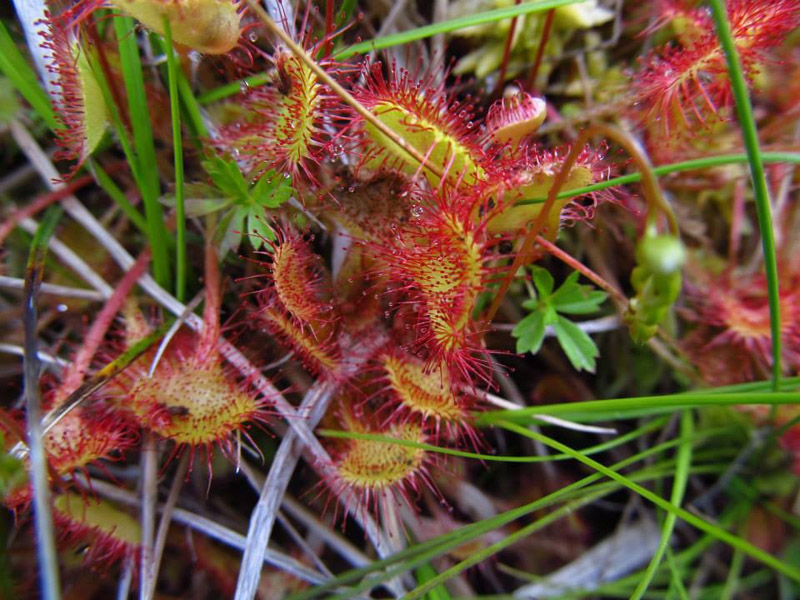 Drosera rotundifolia