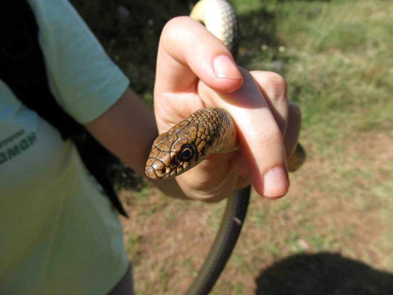 Dolichophis caspius