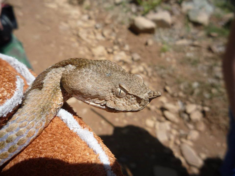 Vipera ammodytes