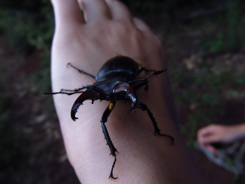 Lucanus cervus